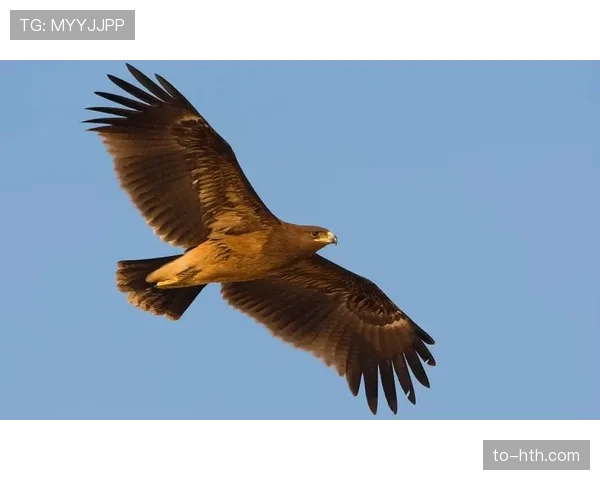 核磁共振将揭示特雷·杨右膝状况，老鹰阵容或受影响
